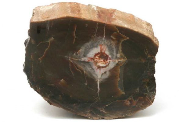 Araukarit