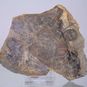 Stromatolity