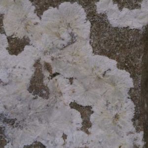 Alumohydrocalcite