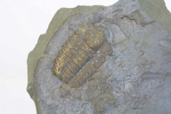 Trilobit Elipsocephalus Hoffi