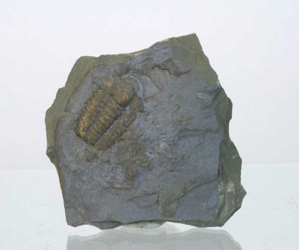Trilobit Elipsocephalus Hoffi - Image 2
