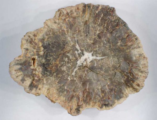 Zkamenělé dřevo – Bild 3