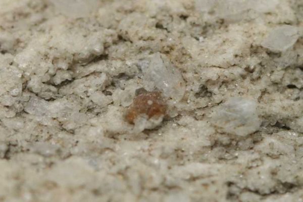 Xenotim - Image 3
