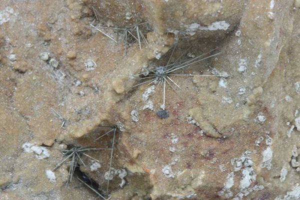 Millerit – Bild 6