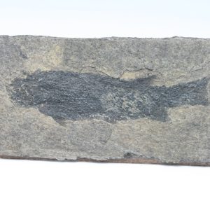 Fossilized fish
