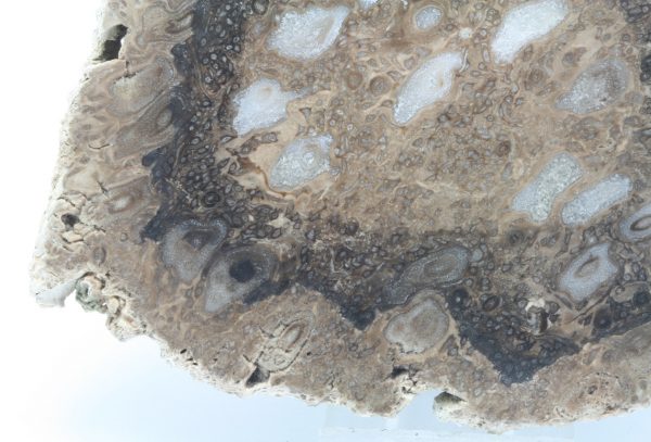 Tempskya - Image 7