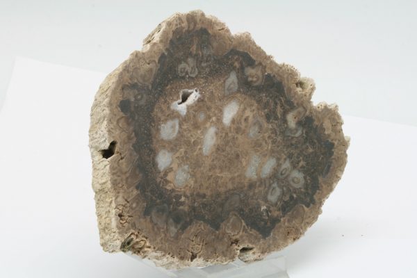 Tempskya - Image 3