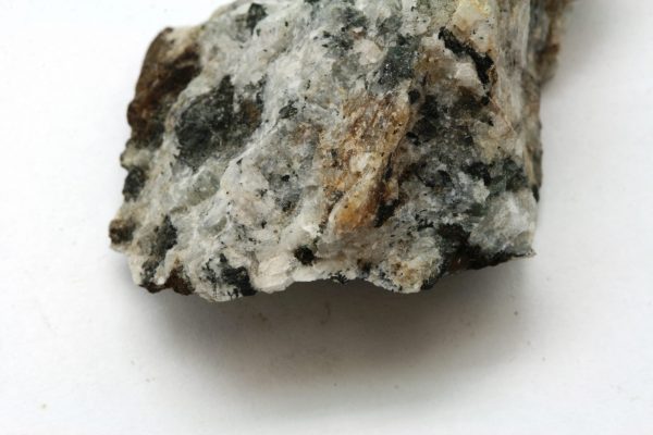 Steenstrupin - Image 5