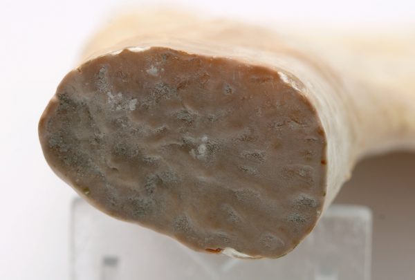 Aragonite - Image 5