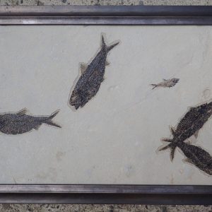 Fossilized fish