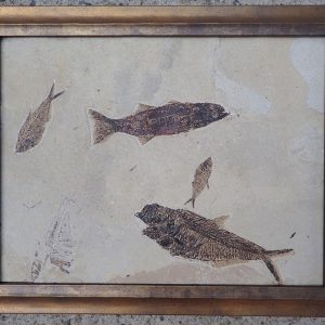 Fossilized fish
