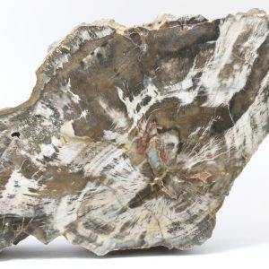 Araucarite