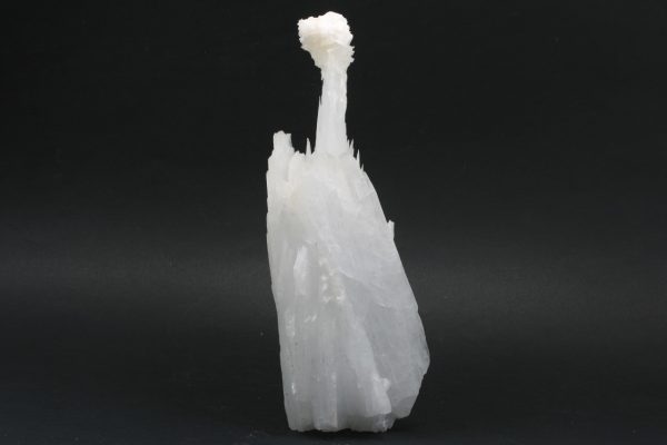 Celestin - Image 3