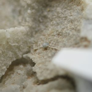 Kolbeckite