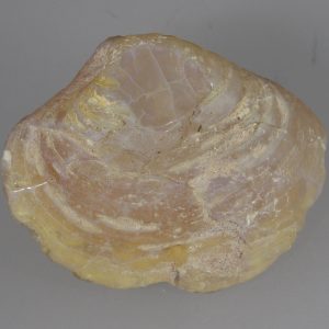 Opalized fossil