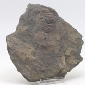 Elipsocephalus hoffi