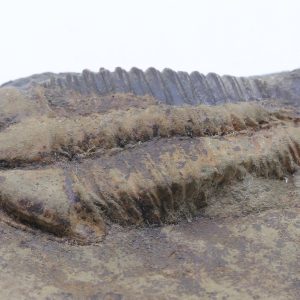 Conocoryphe sulzeri
