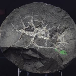 Septarie