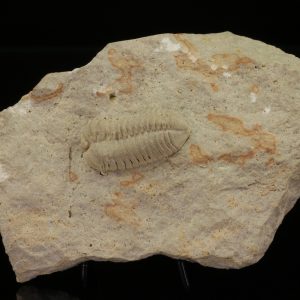 Calymene celebra