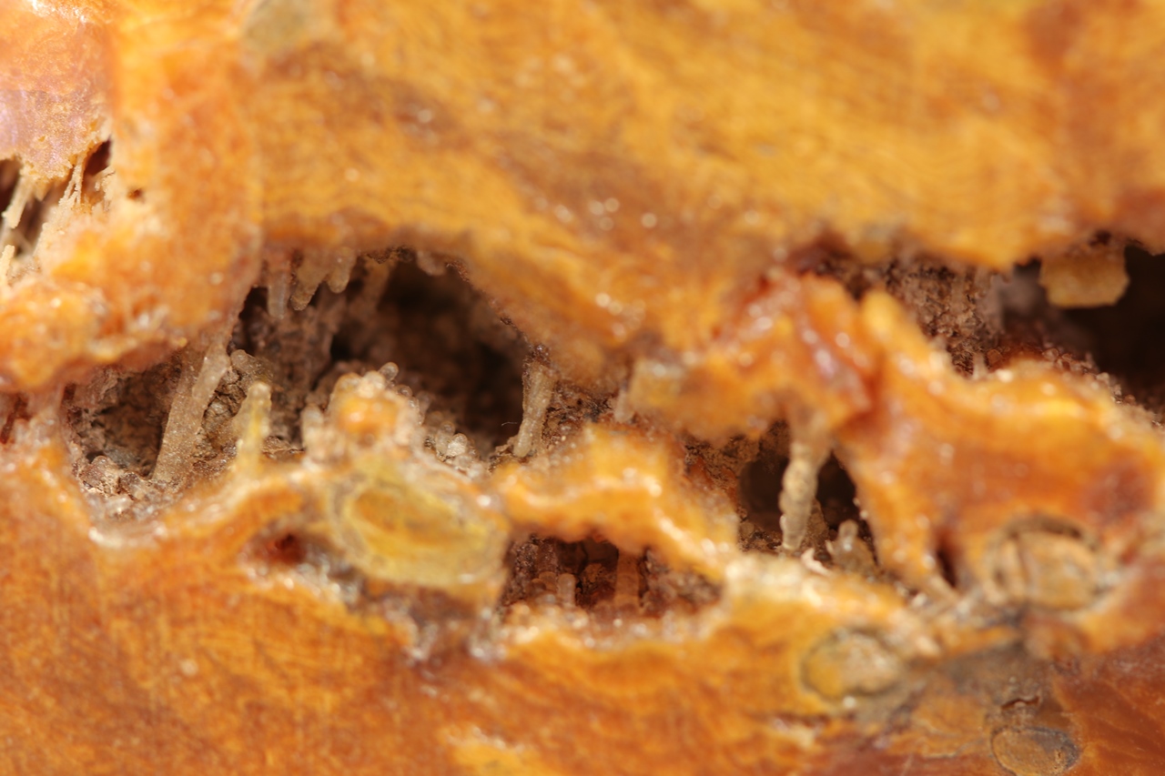 Dřevitý opál - Obrázek 2