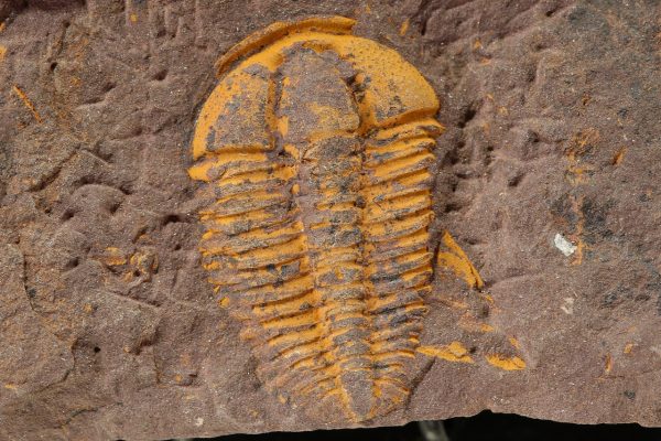 Conocoryphe cirina