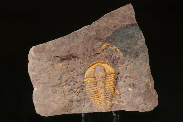 Conocoryphe cirina – Bild 2