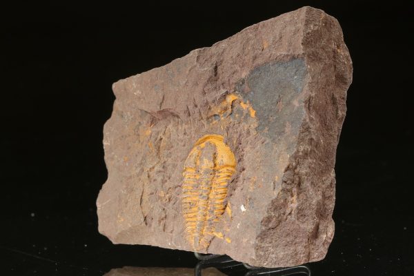 Conocoryphe cirina – Bild 3