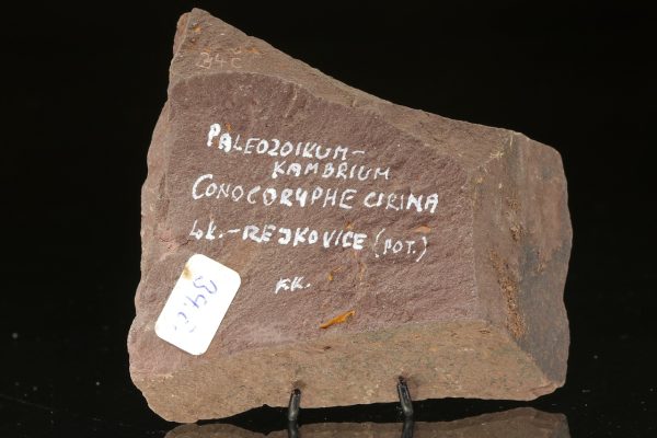Conocoryphe cirina – Bild 4