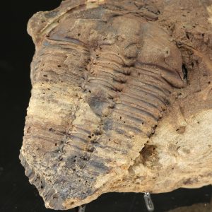 Ptychoparia striata