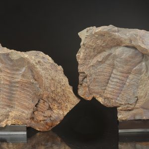 Paradoxides gracilis