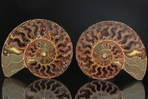 Amonit rodu Cleoniceras