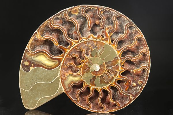 Amonit rodu Cleoniceras - Image 4