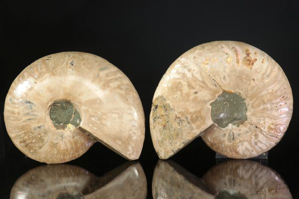 Amonit rodu Cleoniceras - Image 6
