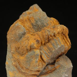 Ptychoparia striata