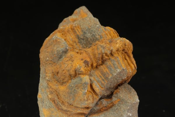 Ptychoparia striata