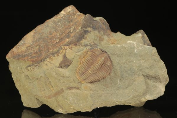 Conocoryphe cirina - Obrázek 2