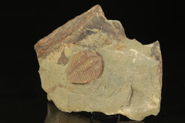 Conocoryphe cirina - Obrázek 3