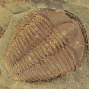 Conocoryphe cirina