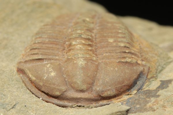 Conocoryphe cirina - Obrázek 5