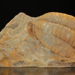 Germaropyge germari