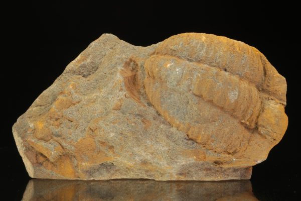 Germaropyge germari