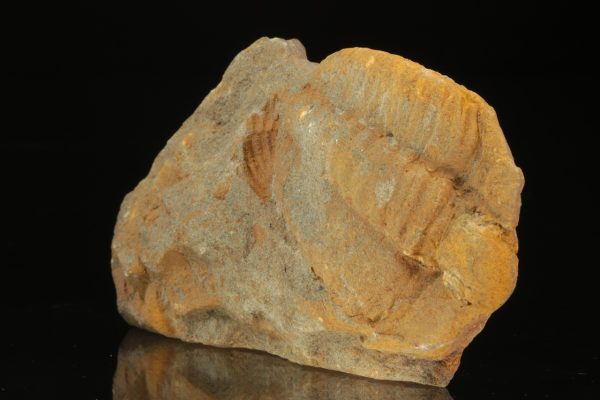 Germaropyge germari – Bild 2