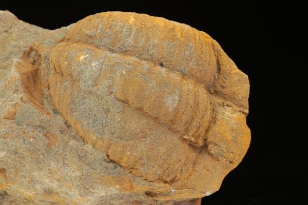 Germaropyge germari – Bild 3