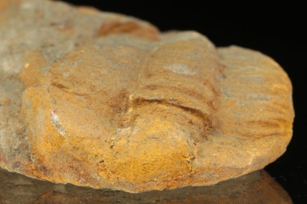 Germaropyge germari – Bild 4