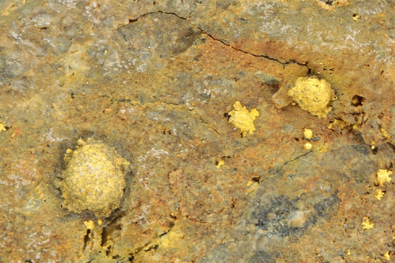 Calaverit (pražená ruda) - Obrázek 5