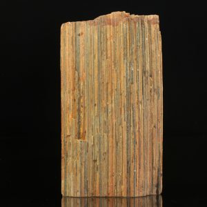 Stébelnatá ortotula