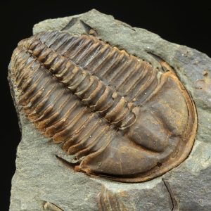 Conocoryphe sulzeri